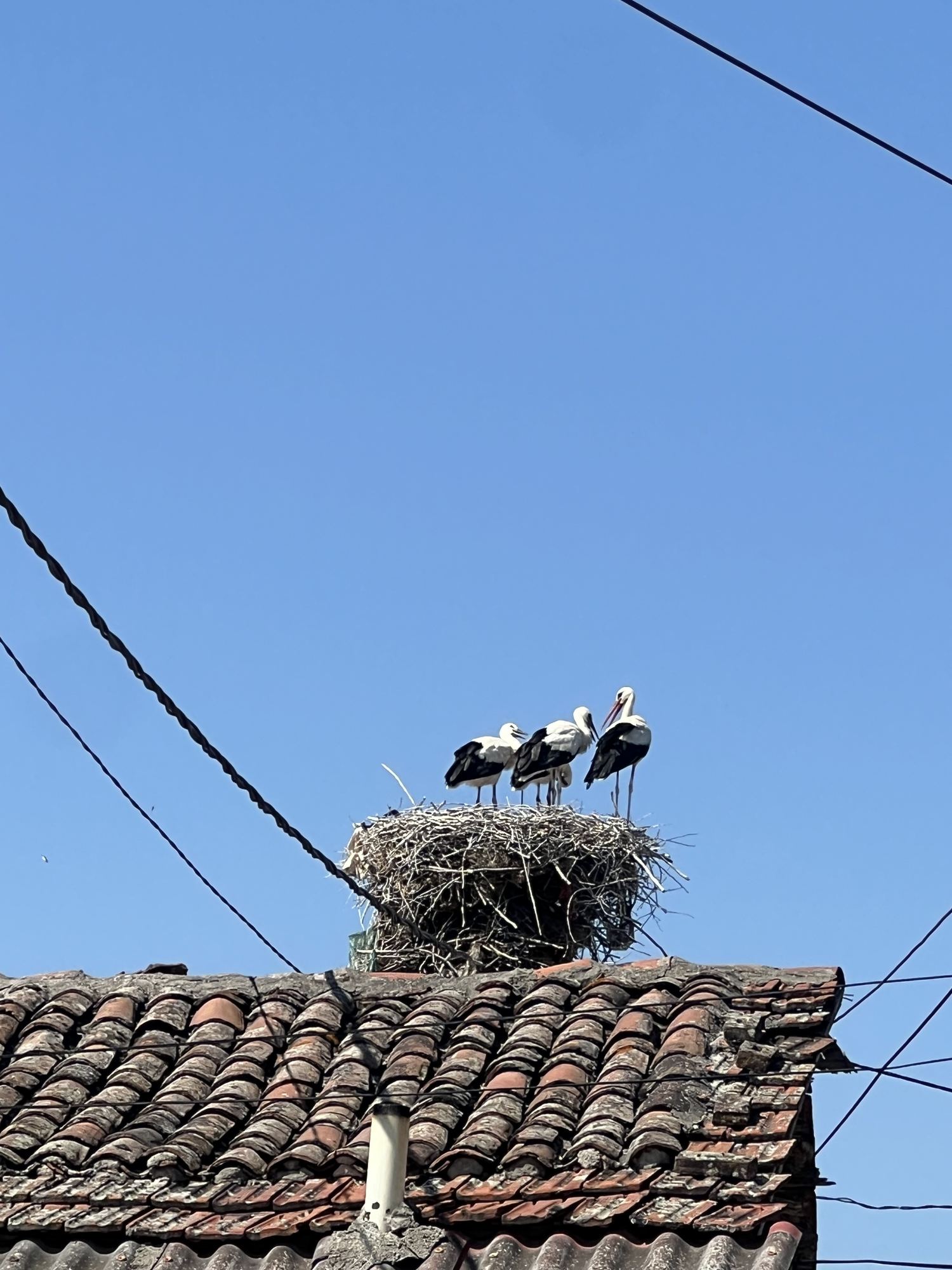 Storks in Stojakovo